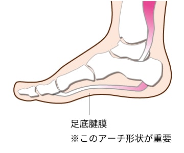 足底腱膜イメージ